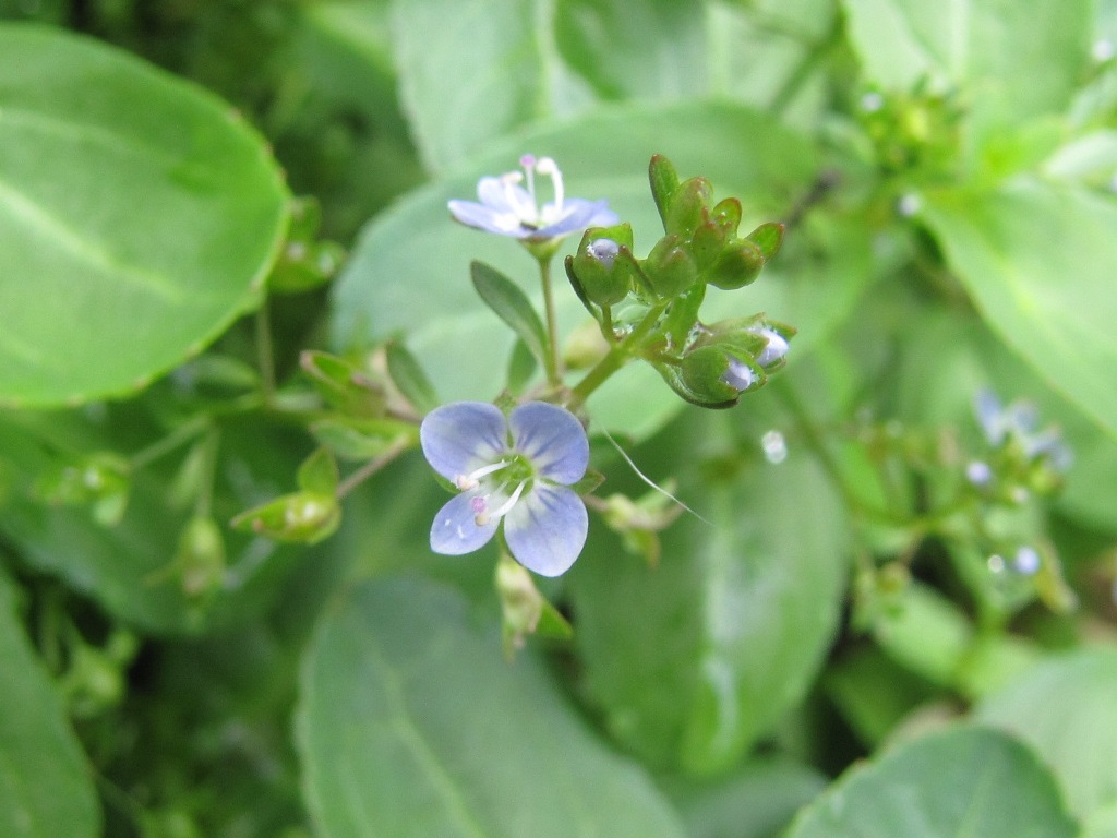 Veronica beccabunga